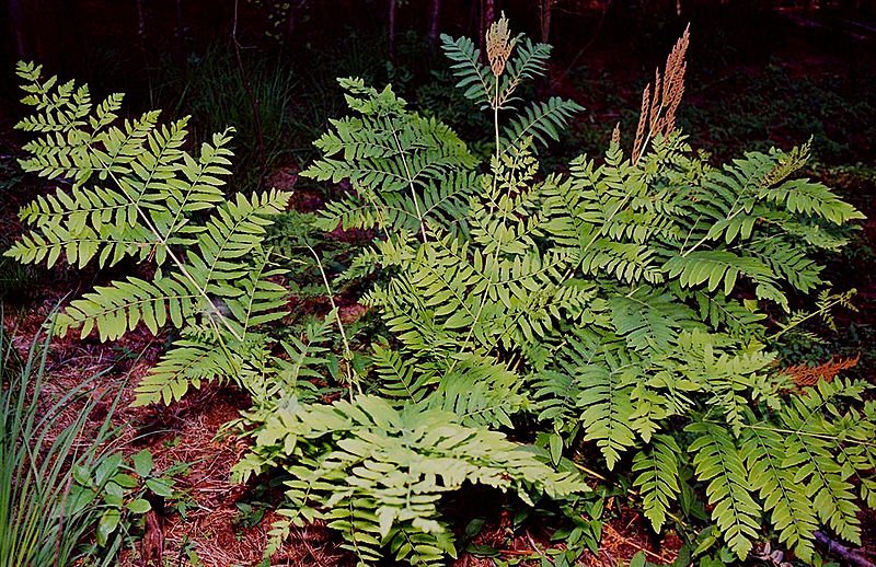 Osmunda Regalis, Christian Fischer [CC BY-SA 3.0 (http://creativecommons.org/licenses/by-sa/3.0)],